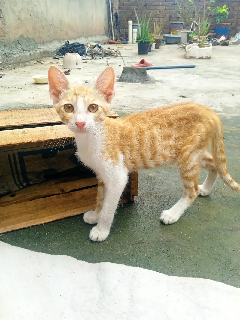 cats kids — photo 3