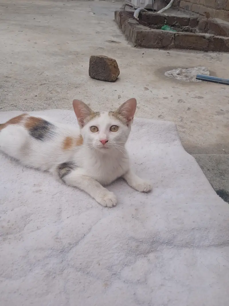 cats kids — photo 4