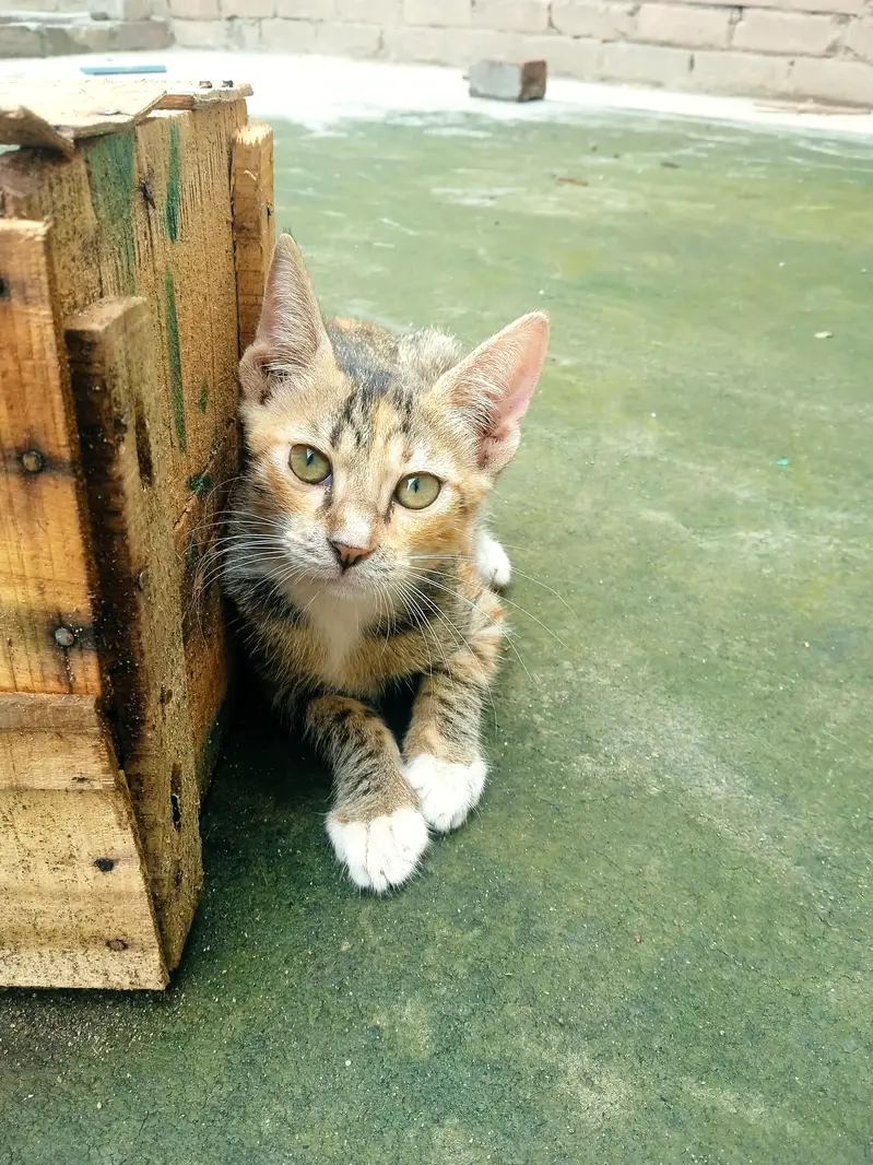 cats kids — photo 5