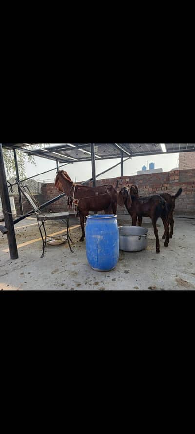 naghri bakri