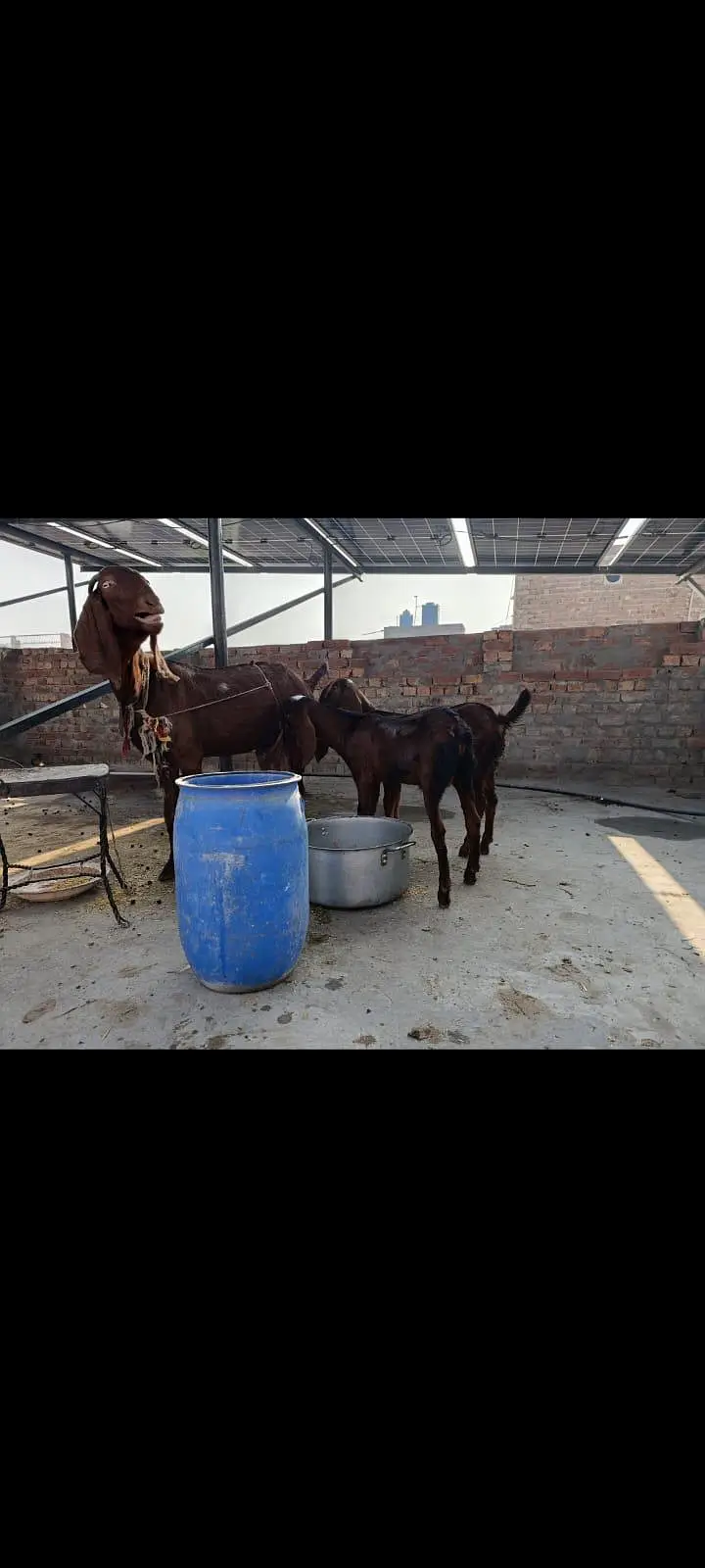 naghri bakri — photo 3