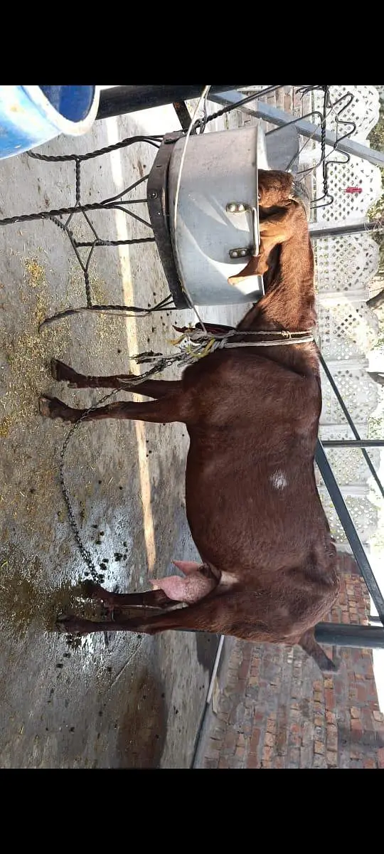 naghri bakri — photo 4