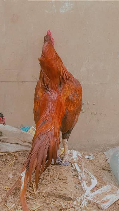 high quality pure old  bloodline peela