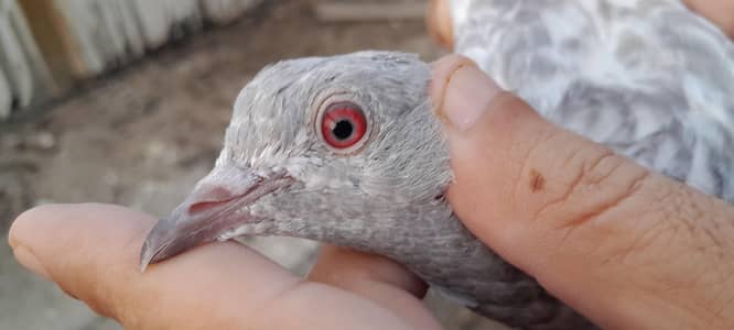 teddy golden dubala kamagar  chick's and breeder pairs