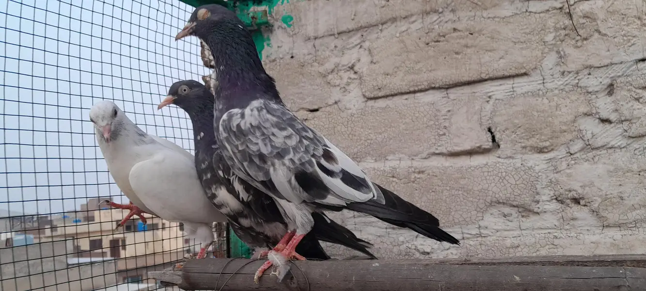 teddy golden dubala kamagar  chick's and breeder pairs — photo 3