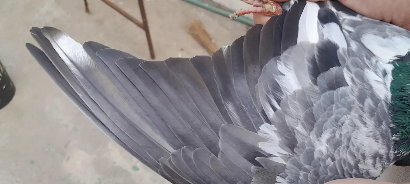 teddy golden dubala kamagar  chick's and breeder pairs — photo 4