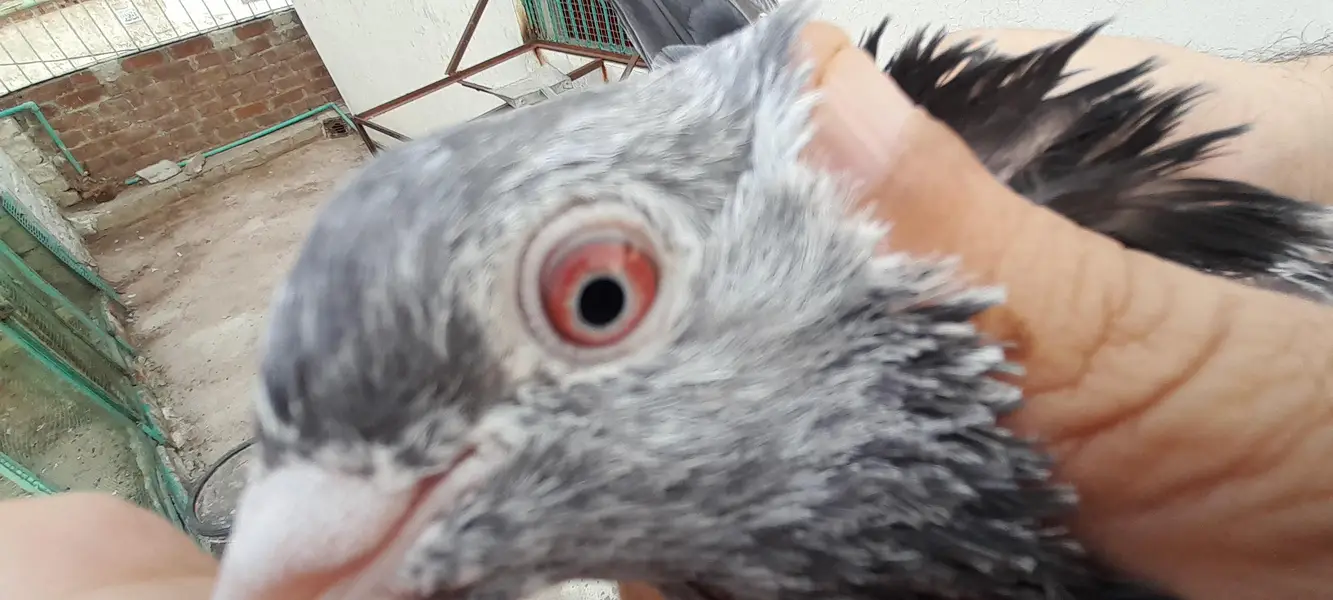 teddy golden dubala kamagar  chick's and breeder pairs — photo 5