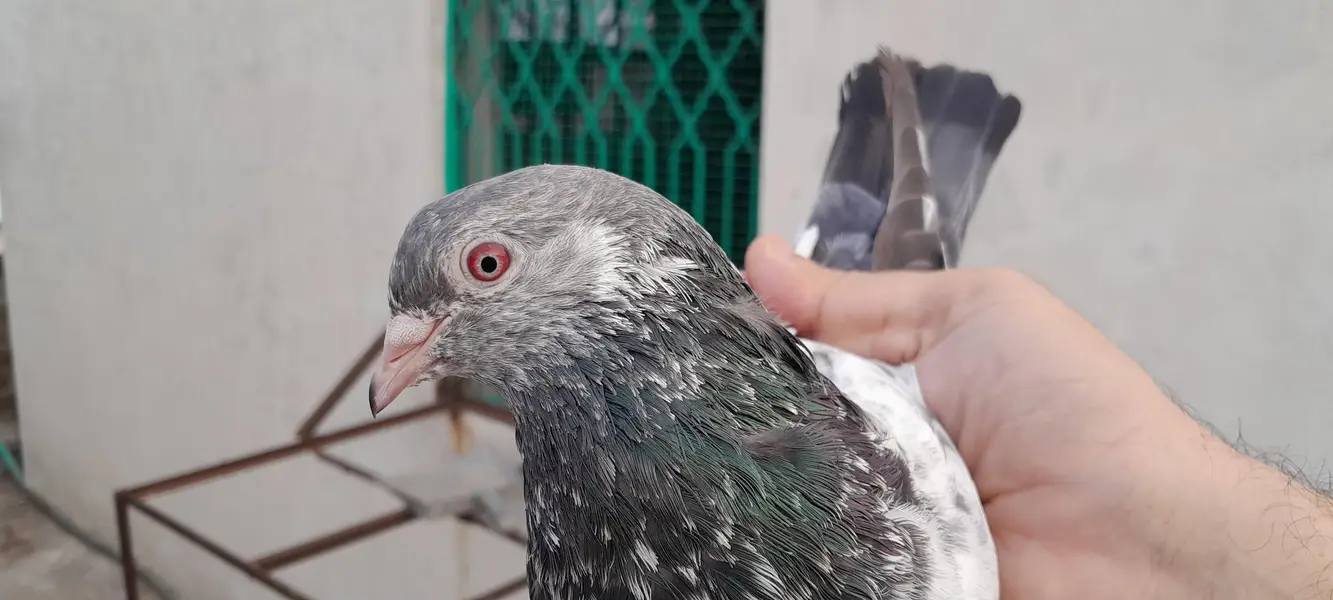 teddy golden dubala kamagar  chick's and breeder pairs — photo 6