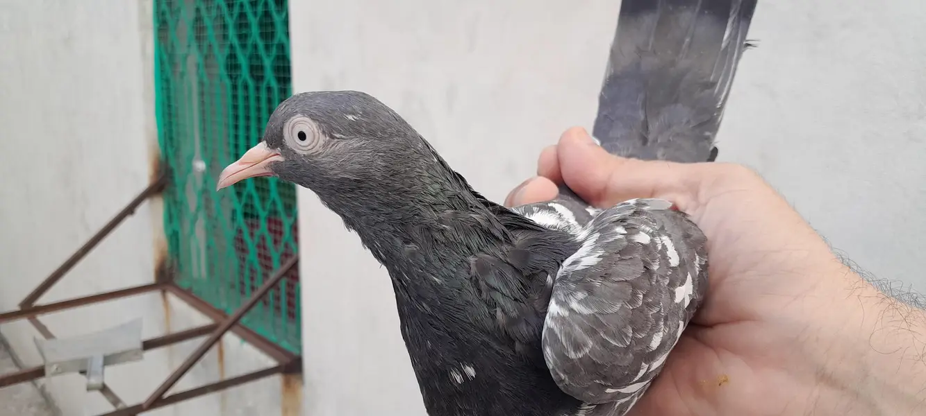 teddy golden dubala kamagar  chick's and breeder pairs — photo 7