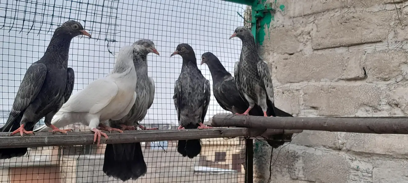 teddy golden dubala kamagar  chick's and breeder pairs — photo 10