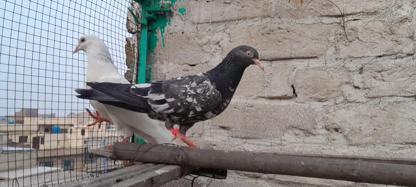 teddy golden dubala kamagar  chick's and breeder pairs — photo 11