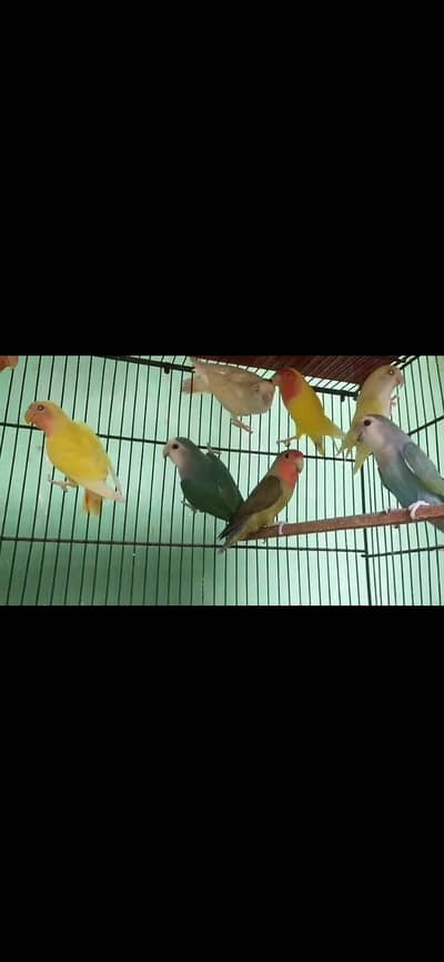 mix love bird 1000 per piece p sub satha do ga 25 piece ha