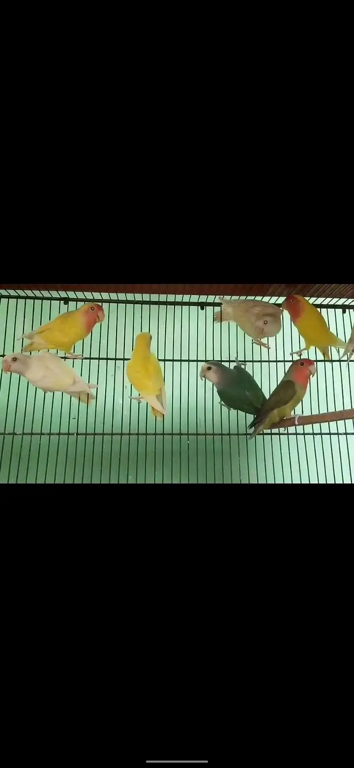 mix love bird 1000 per pair sub satha do ga 25 piece ha — photo 2