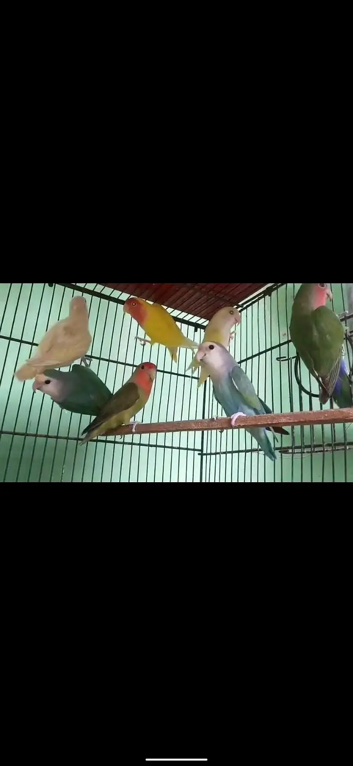mix love bird 1000 per pair sub satha do ga 25 piece ha — photo 3