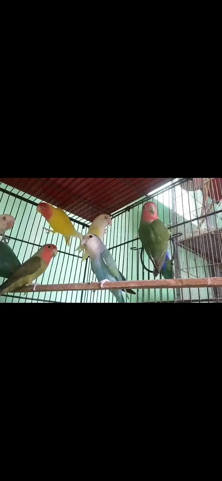 mix love bird 1000 per pair sub satha do ga 25 piece ha — photo 4