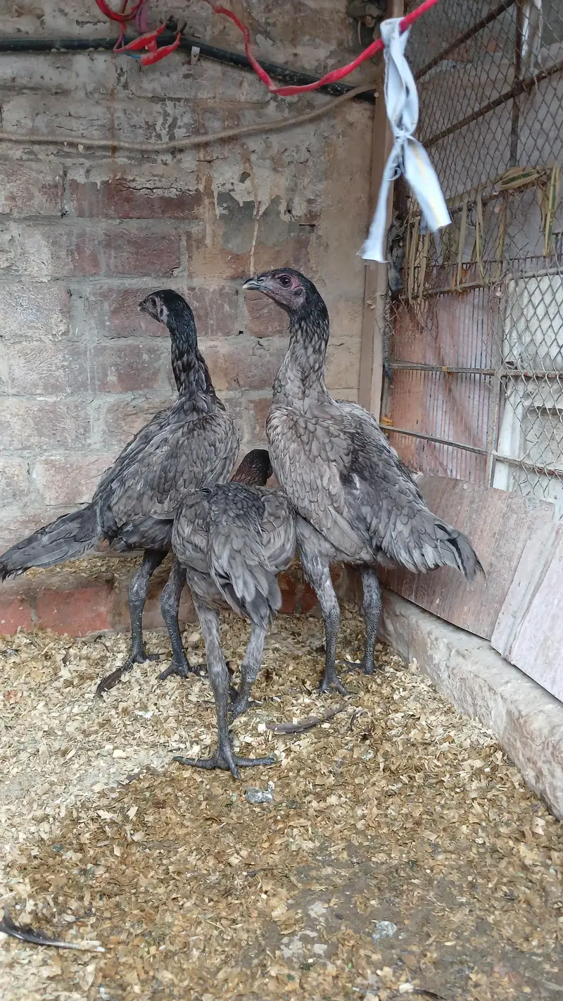 dragon breeder male and female available — photo 3