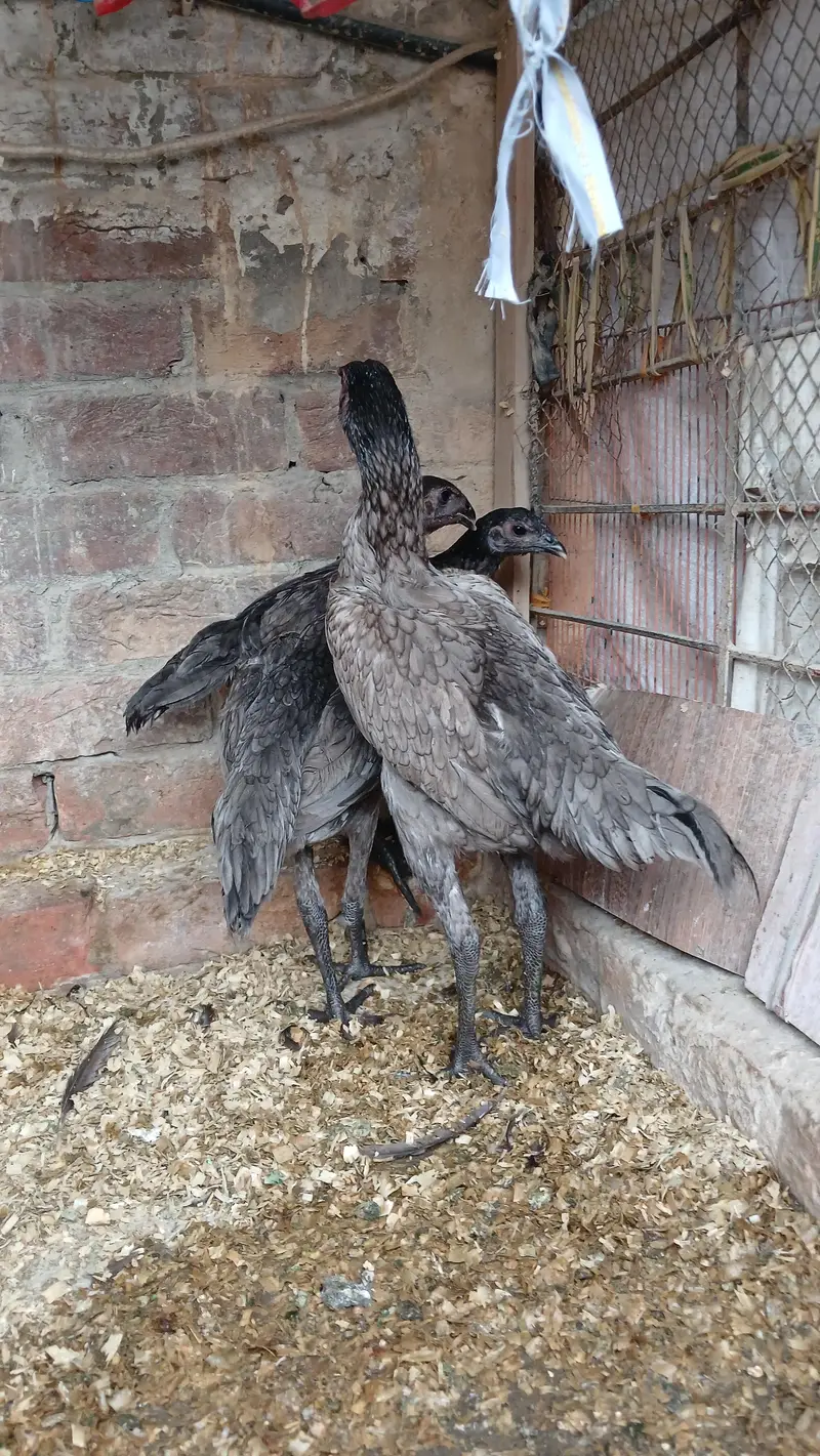 dragon breeder male and female available — photo 4