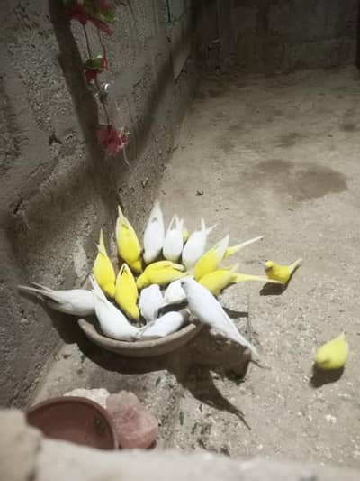 All setup Budies Red eyes for sale breader pair and chicks pathay mix