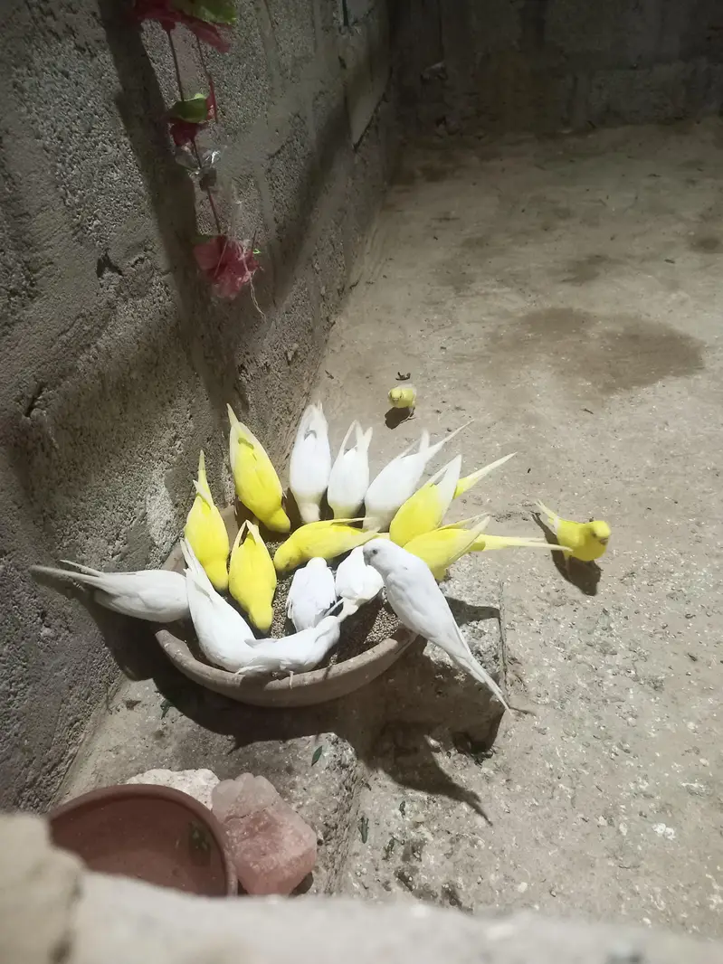 All setup Budies Red eyes for sale breader pair and chicks pathay mix — photo 2