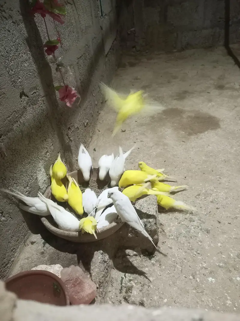 All setup Budies Red eyes for sale breader pair and chicks pathay mix — photo 3