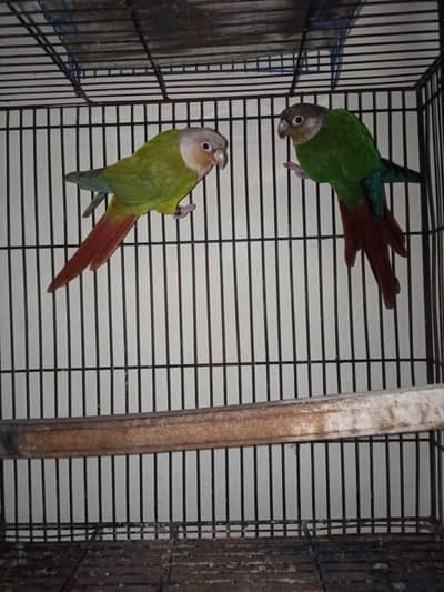 pineapple to yallow Seder conure confirm breeder pair available all ok