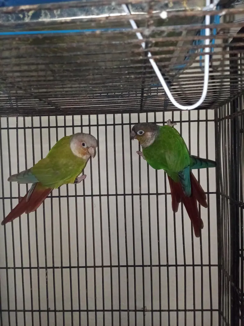 pineapple to yallow Seder conure confirm breeder pair available all ok — photo 2