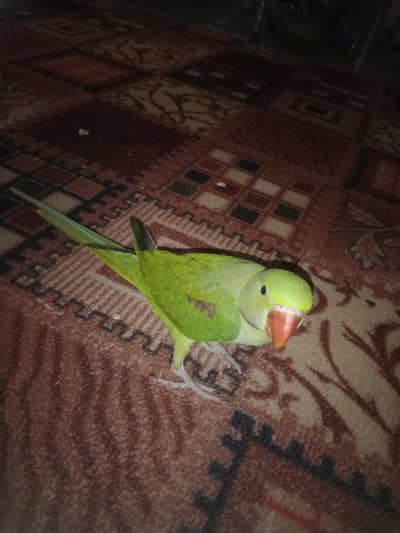 raw parrot sale