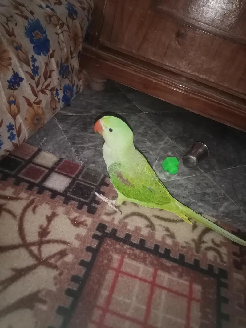 raw parrot sale — photo 2