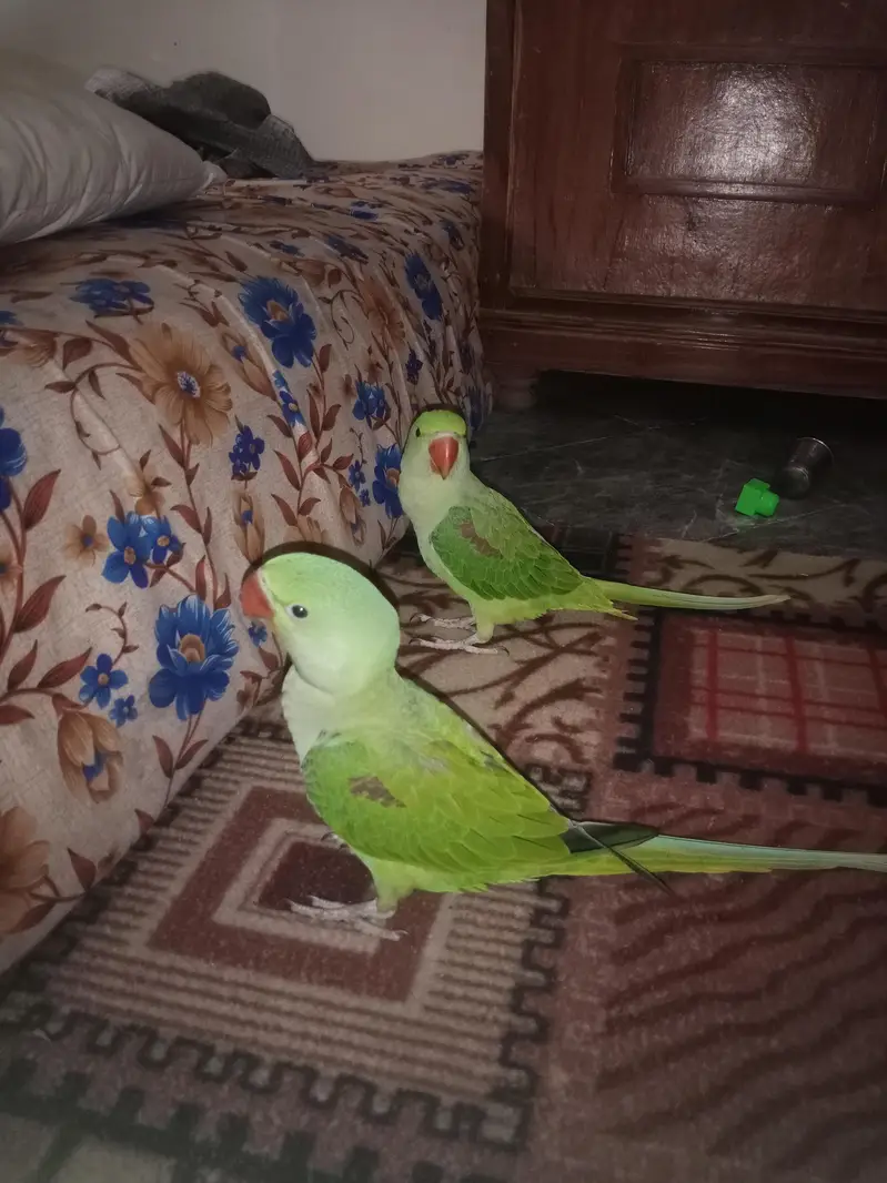 raw parrot sale — photo 3