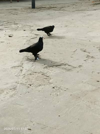 Black Mukkhi