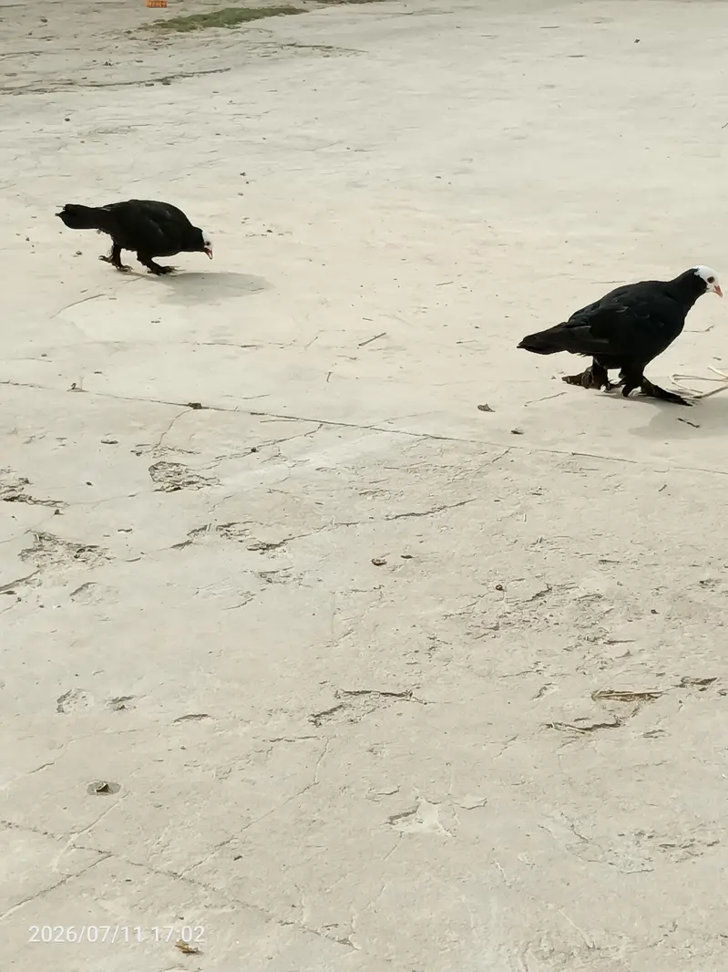 Black Mukkhi — photo 2