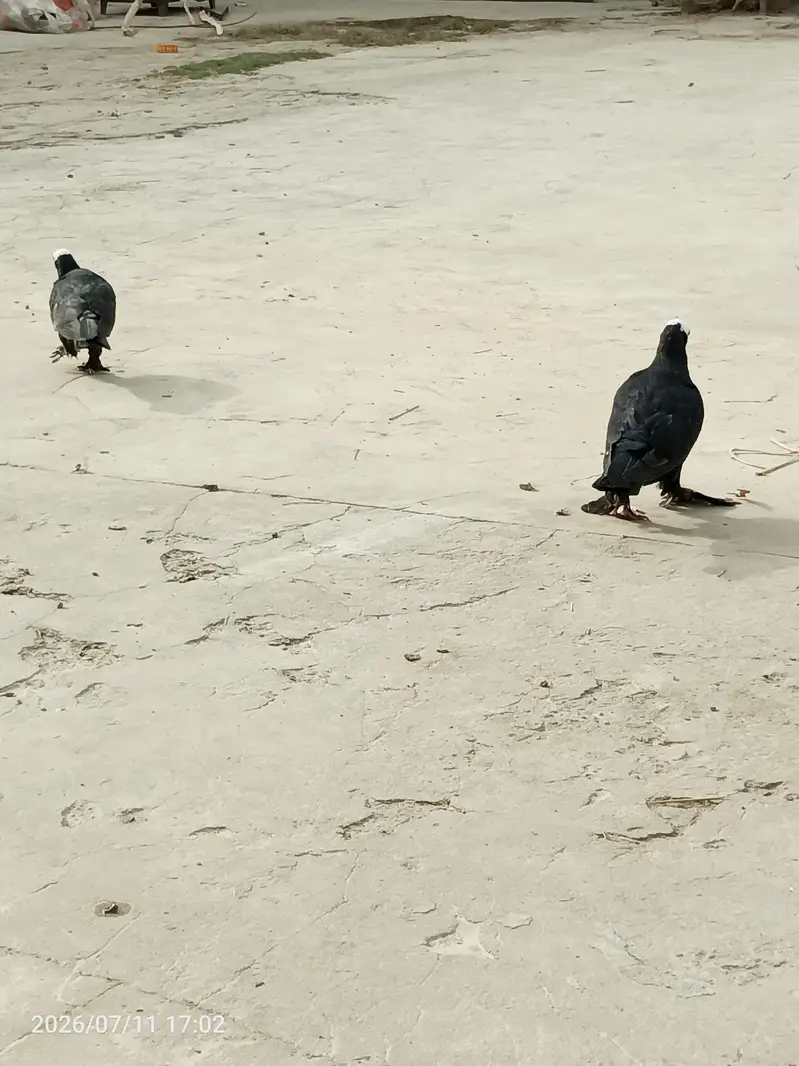 Black Mukkhi — photo 3