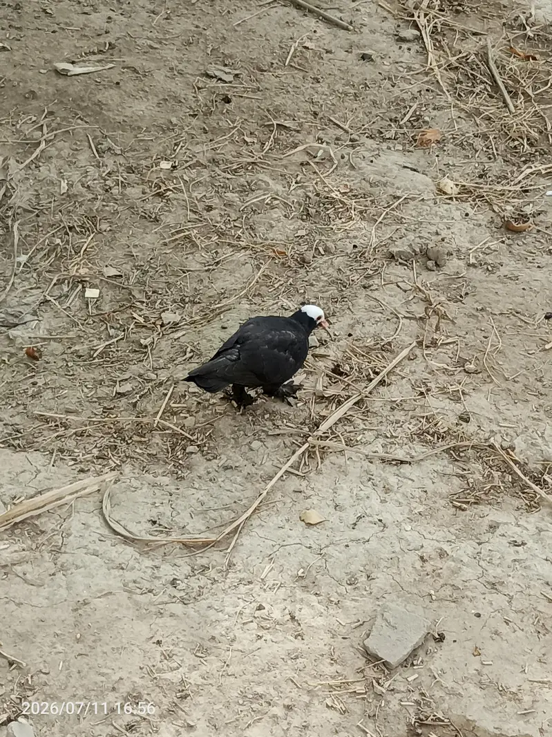 Black Mukkhi — photo 4