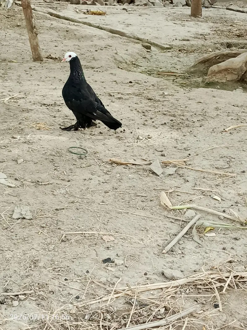 Black Mukkhi — photo 5