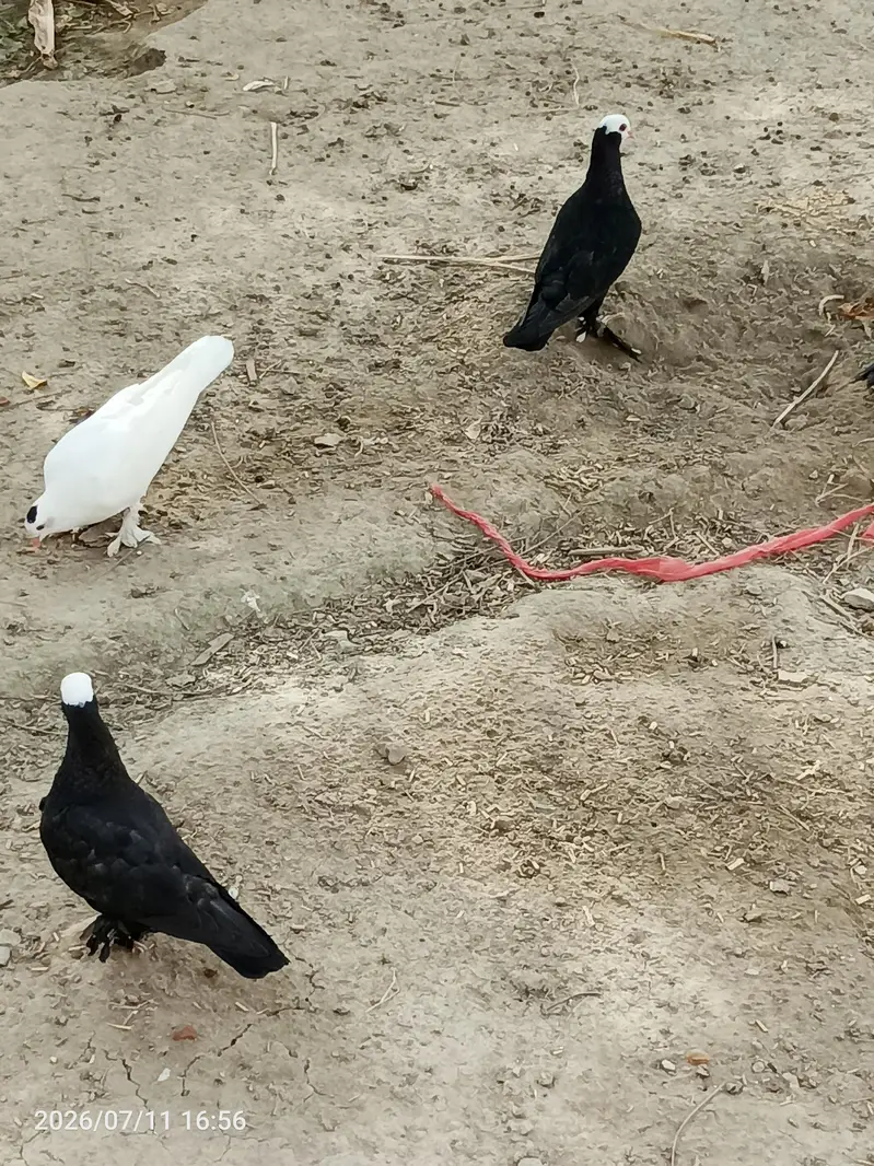 Black Mukkhi — photo 6