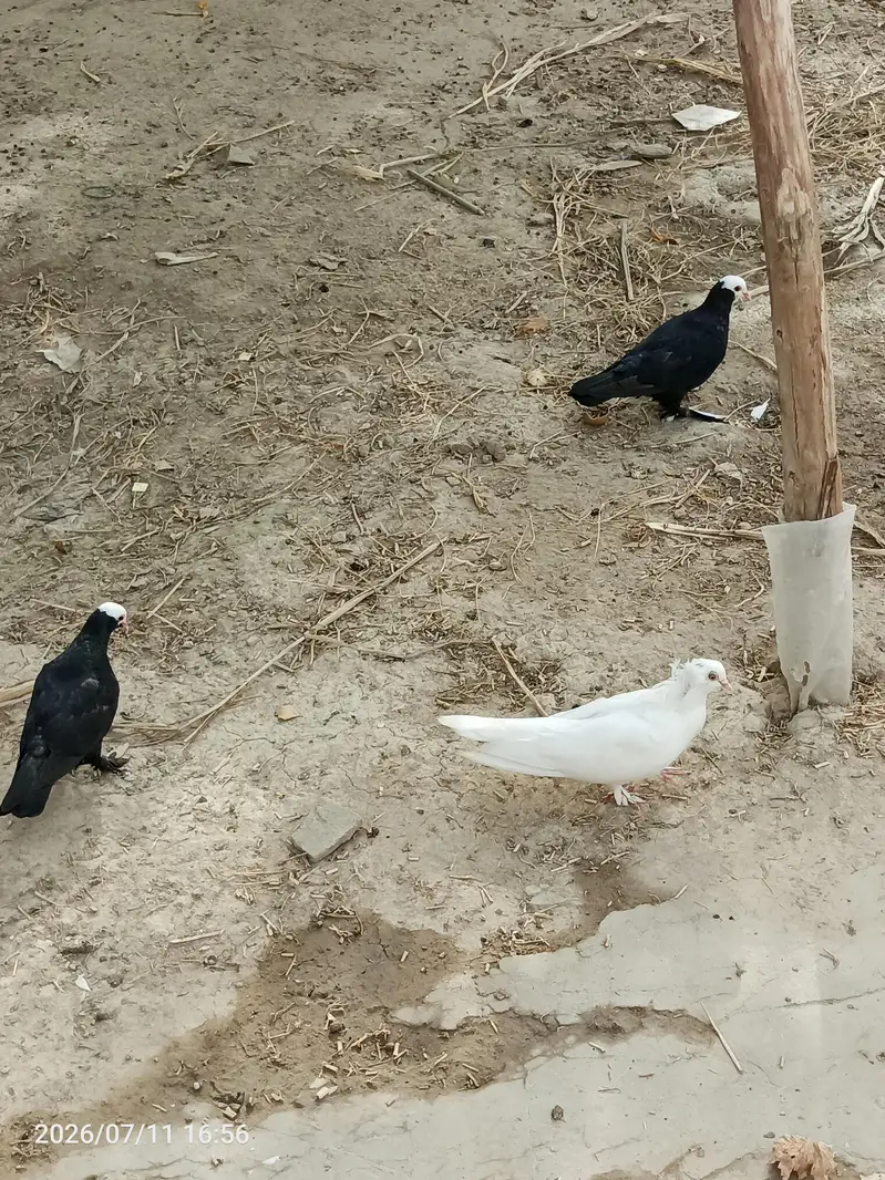 Black Mukkhi — photo 7