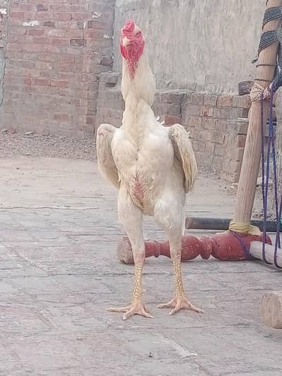 garman oh Shamo aseel har trha Ka pair male femail avelebl  price defr
