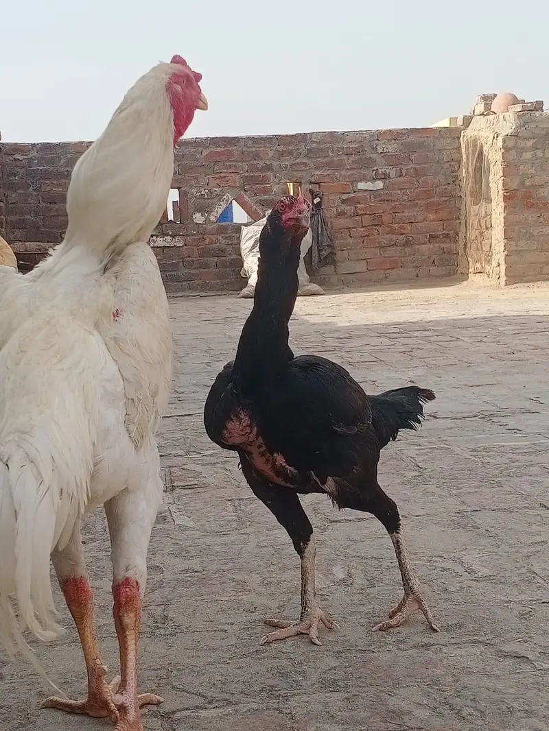 garman oh Shamo aseel har trha Ka pair male femail avelebl  price defr — photo 2