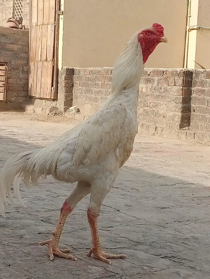 garman oh Shamo aseel har trha Ka pair male femail avelebl  price defr — photo 4
