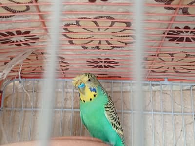 undersized created split red eye budgie