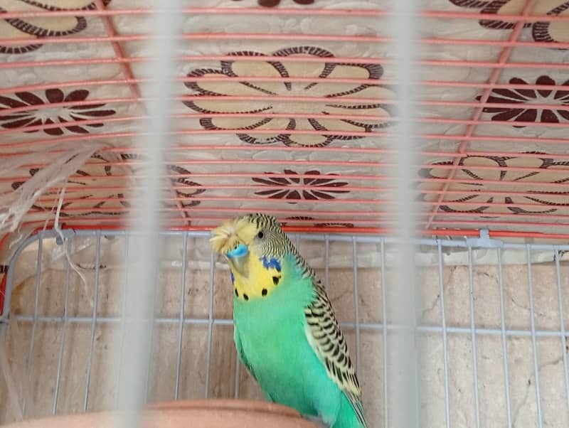 undersized created split red eye budgie 0