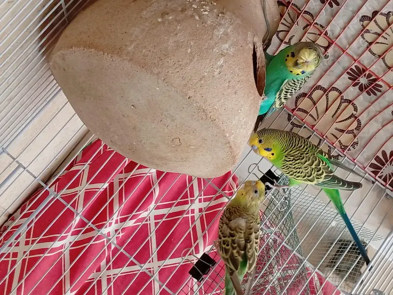 undersized created split red eye budgie — photo 5