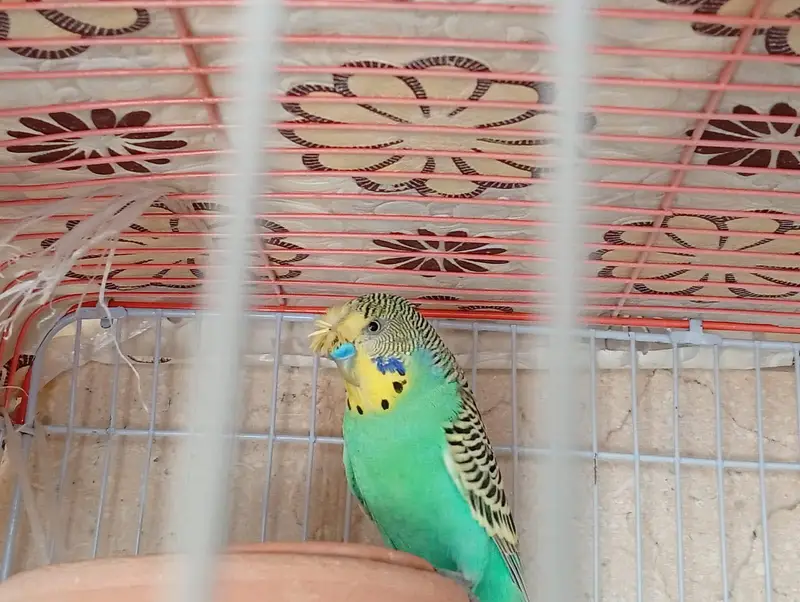undersized created split red eye budgie — photo 6