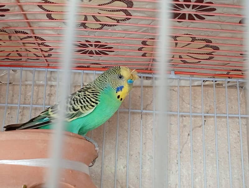 undersized created split red eye budgie 6