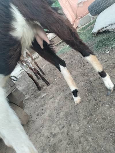 Desi Sahiwal Cross goat female