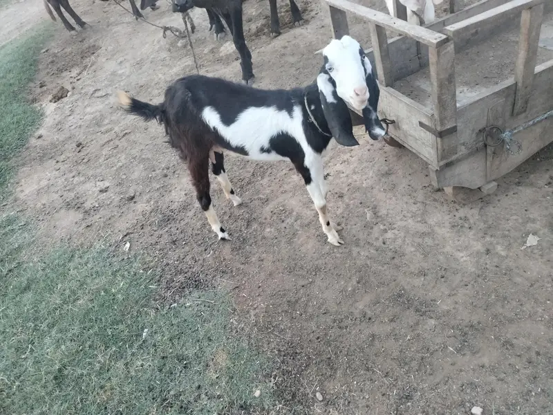 Desi Sahiwal Cross goat female — photo 2