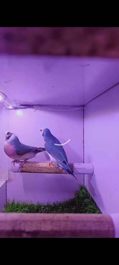 birds for sale