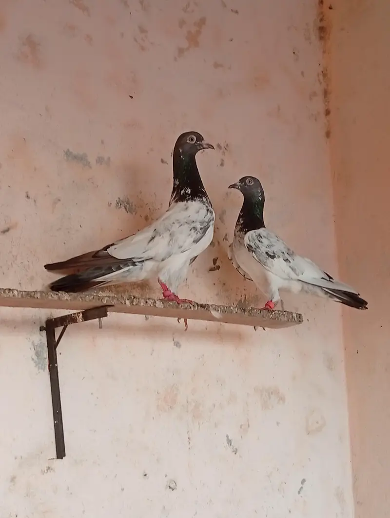 pigeon pair for sale. — photo 4