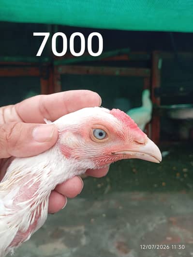 Heera Aseel | Chicks| Pure Heera Aseel | Aseel