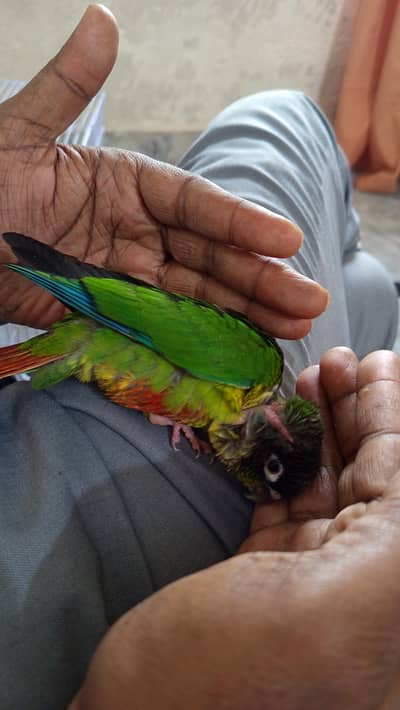 greencheek conure